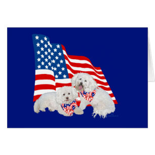 Bichon frisé drapeau américain