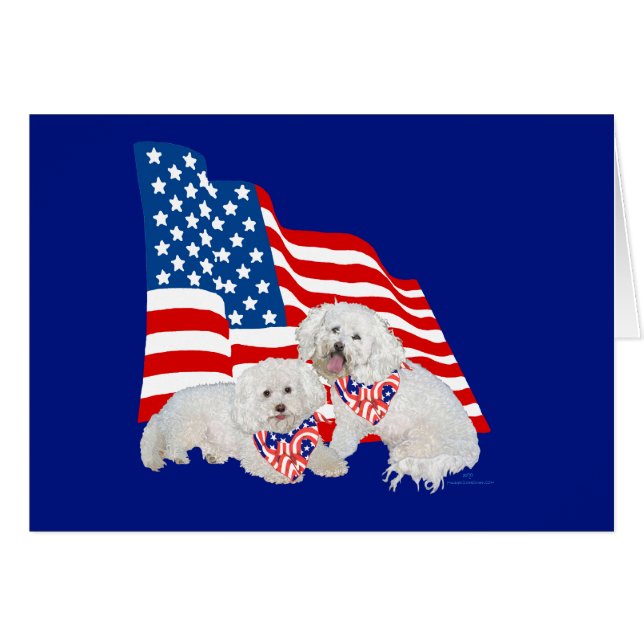 Bichon frisé drapeau américain (Devant horizontal)