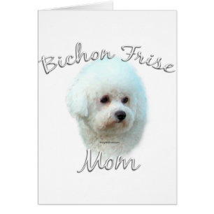 Bichon Frise Maman 2