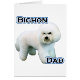 Bichon Frise Papa 4