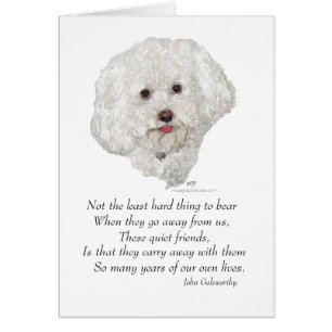 Bichon Frise Pont de l'Arc-en-Ciel
