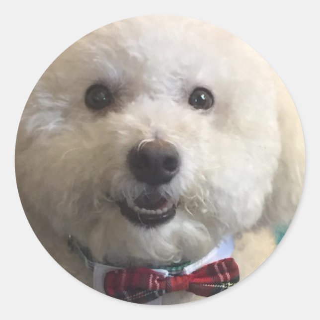 Bichon Frise - Sticker (Devant)