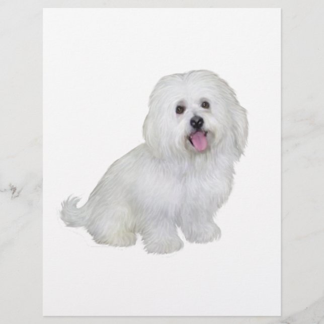 Bichon havanais (blanc) (Devant)