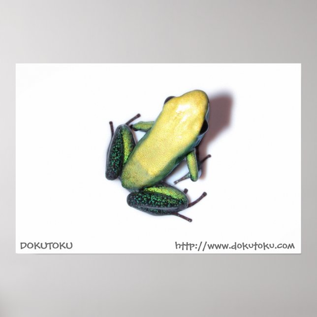 Bicolor Poster (Devant)