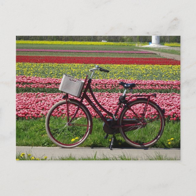 Bicyclette à Tulips Field do-it-yourself carte pos (Devant)