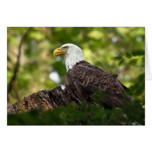 Bientôt Eagle