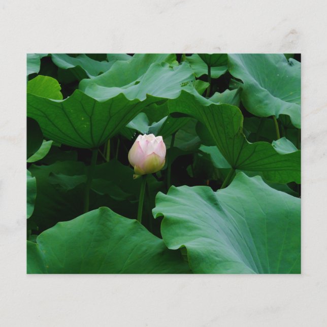 Bientôt florissante (Devant)