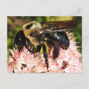 Big Bee 93 ~ carte postale