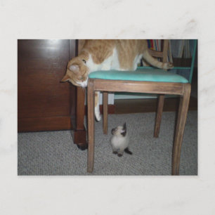 Big Cat Sees Little Kitten Carte postale