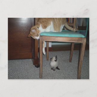 Big Cat Sees Little Kitten Carte postale
