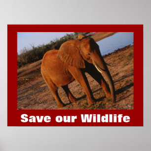 Big Red Photo Save Our Wildlife Poster