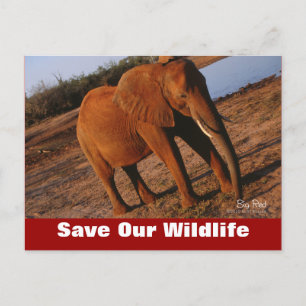 Big Red Save Our Wildlife Carte postale