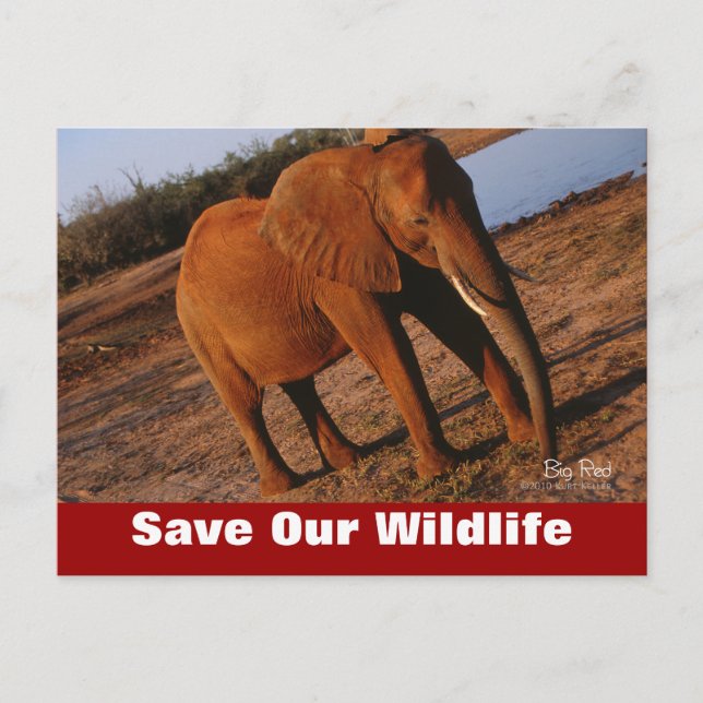 Big Red Save Our Wildlife Carte postale (Devant)