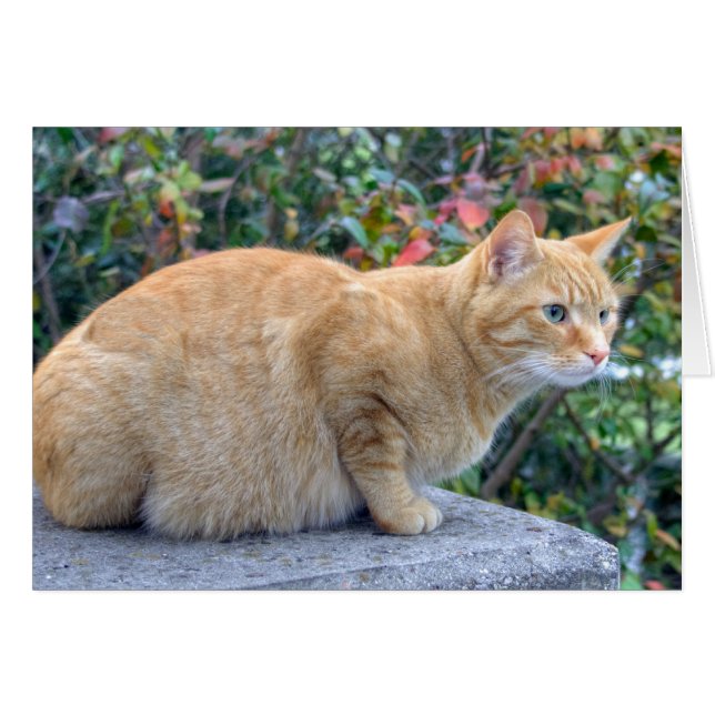 Big Red Tabby (Devant horizontal)
