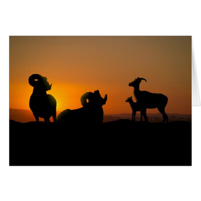 Bighorn Sheep (Devant horizontal)