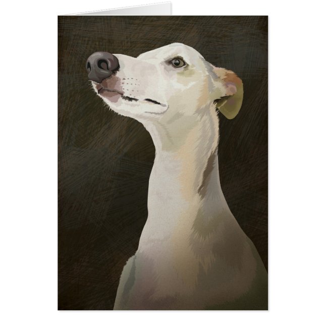 Bilbo le whippet (Devant)