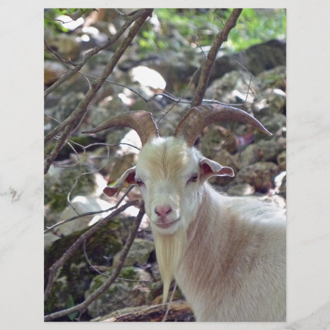 Billy Goat (Devant)