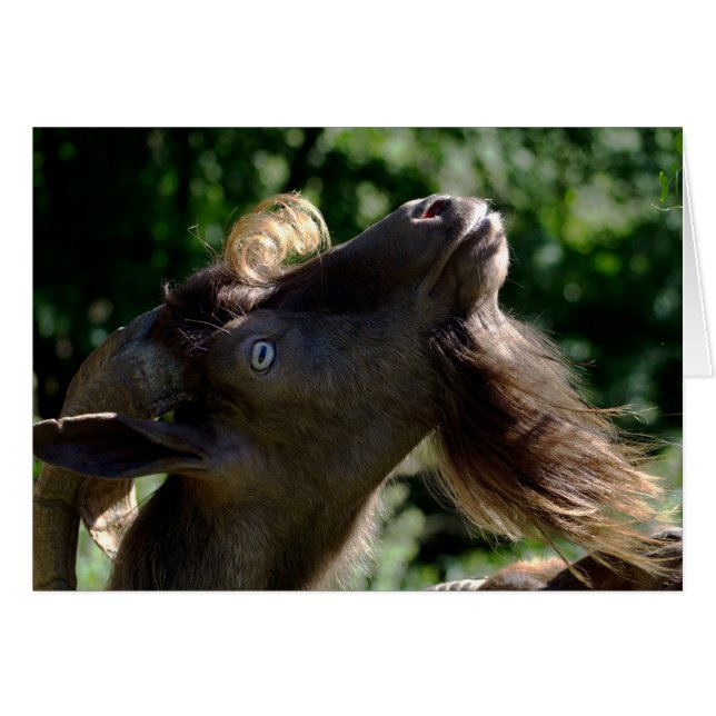 Billy Goat (Devant horizontal)