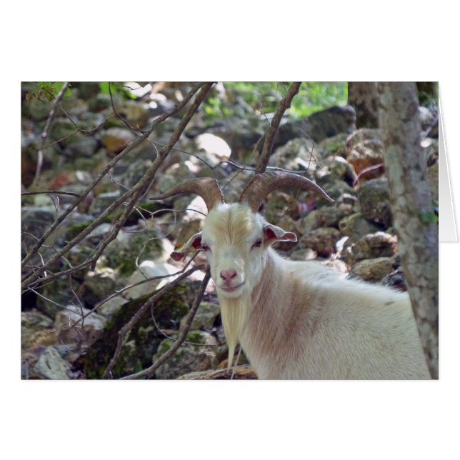 Billy Goat (Devant horizontal)