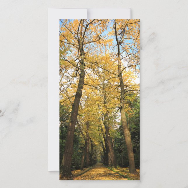 Bilobiers de Ginkgo (Devant)