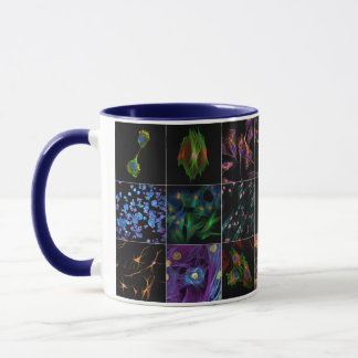 Biologie de la Mug