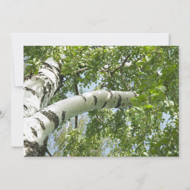 BIRCH (Devant)