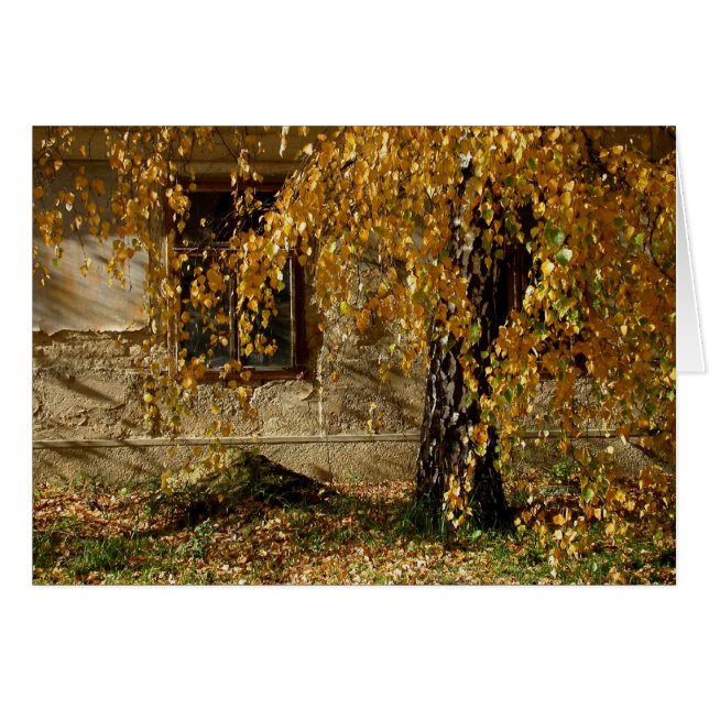 Birch En Automne (Devant horizontal)