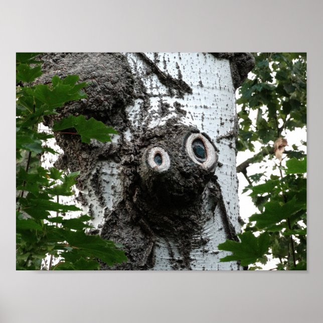 Birch Face Tree photo valeur Poster papier (Devant)