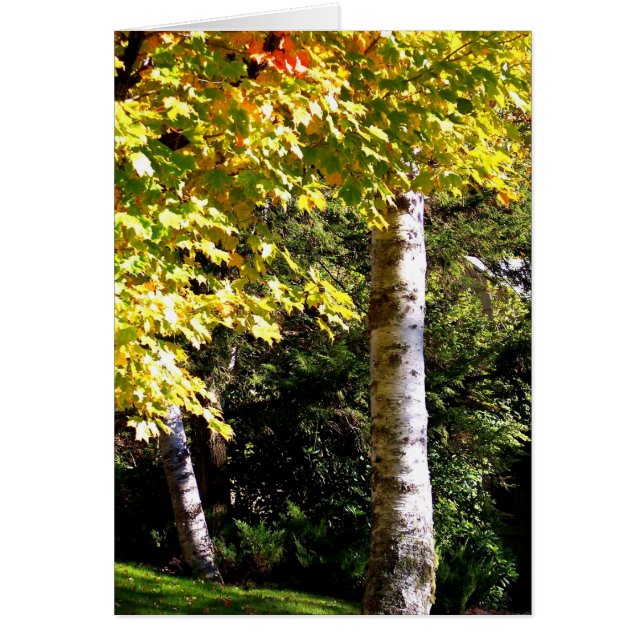 Birch Tree (Devant)