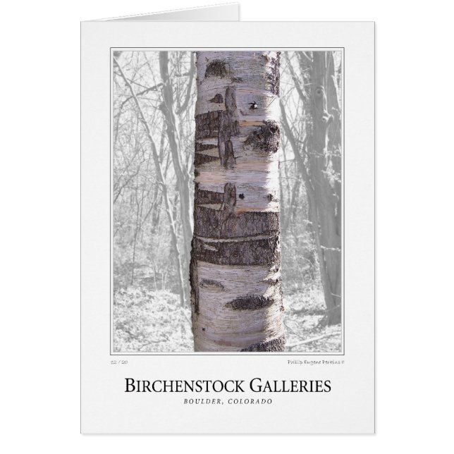 Birch Tree (Devant)