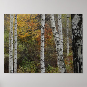 Birch Trees Automne Photo Valeur Poster Papier