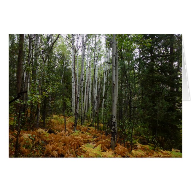 Birch Trees blancs et fougères d'automne à Rocky M (Devant horizontal)
