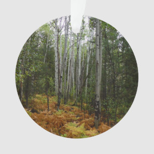 Birch Trees blancs et fougères d'automne à Rocky M