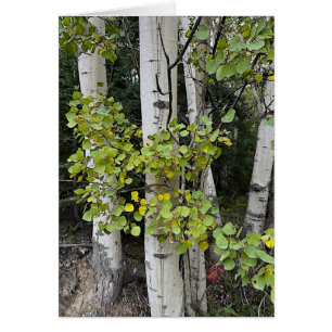 Birch Trees Skilak - Carte d'art 5" x 7"