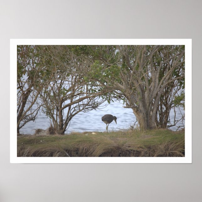 Bird at the Refuge Poster (Devant)