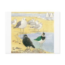 Bird Beach Wildlife Jackdaw Gull Sea Carte postale
