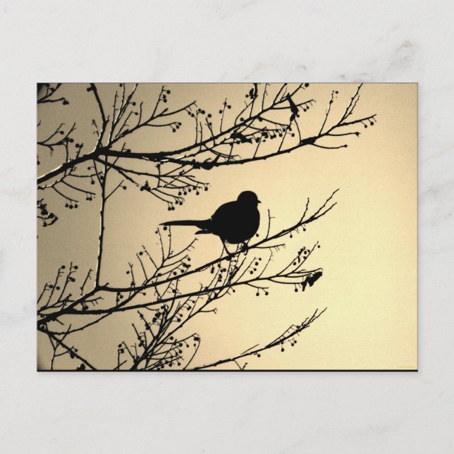 "Bird Black" Carte postale d'art JTG (Devant)