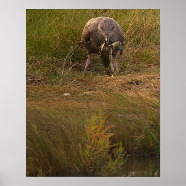 Bird Caught Crab Poster (Devant)