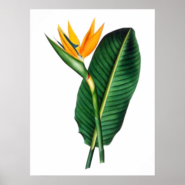 Bird of Paradise Flower Art Decor Poster (Devant)