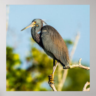 Bird Perfect 24 x 24.81 Poster papier d'archives