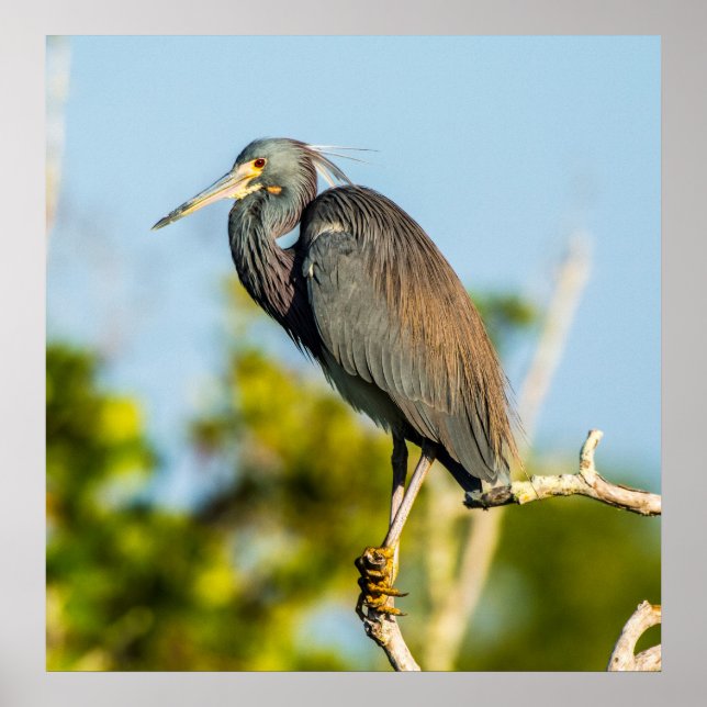 Bird Perfect 24 x 24.81 Poster papier d'archives (Devant)