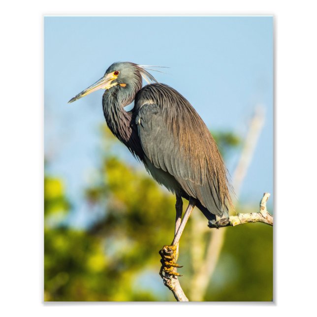 Bird Perfect 8 x 10 Kodak Pro Photo Paper (Devant)