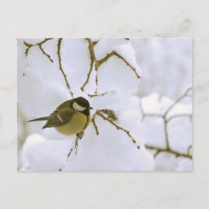Bird Winter photo Carte postale