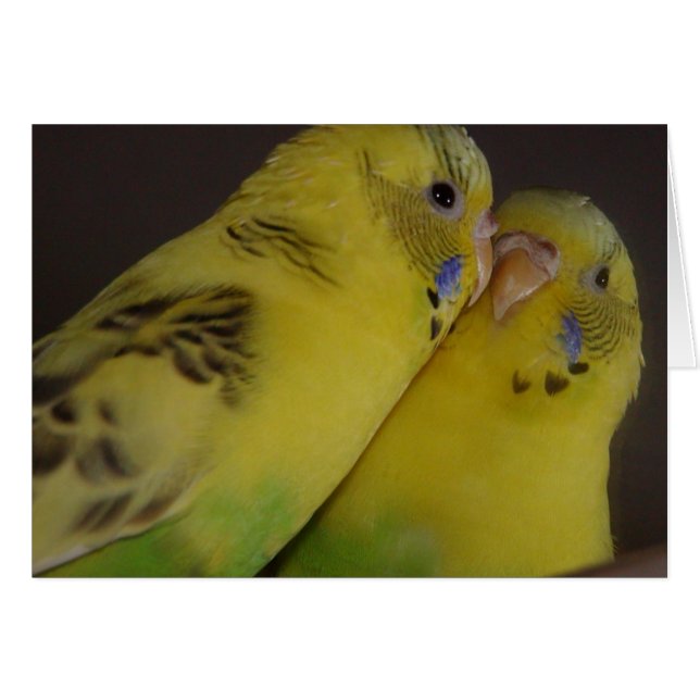 BirdieBird (Devant horizontal)