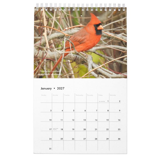 Birds of Western New York Calendrier (Jan 2027)