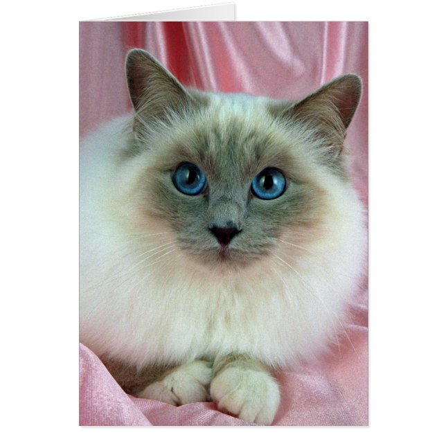 Birman, point lilas (Devant)
