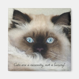 Birman - Ragdoll Magnet Amoureux des chats
