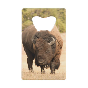 Bison