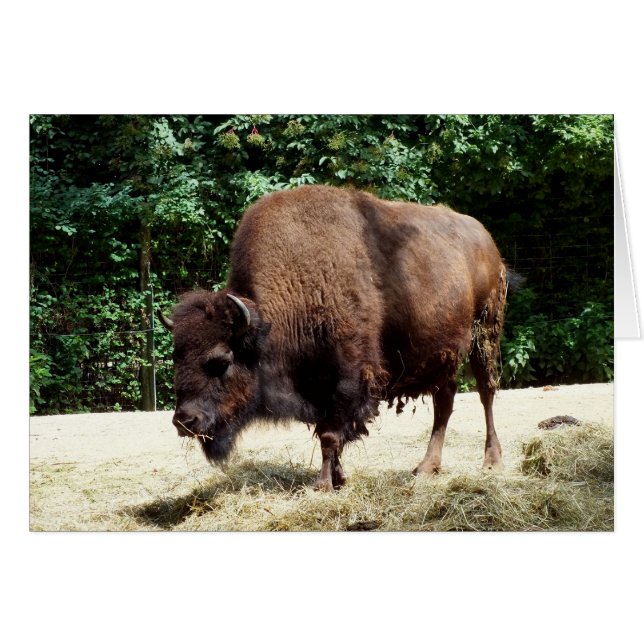 Bison (Devant horizontal)