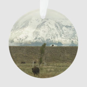 Bison à Grand Teton National Park Photographie